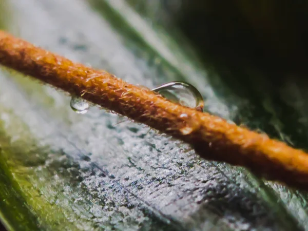 Water Drops Branch — Stock Photo, Image
