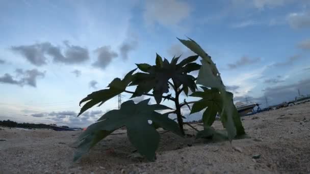Petit arbre soufflant dans le vent avec des nuages au-dessus pendant l'heure du coucher du soleil.