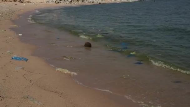浜辺のゴミ 大都市のビーチでこぼれたゴミ 空の使用汚れたプラスチックボトル 汚れた海の砂の黒海岸 環境汚染 生態学的問題 — ストック動画