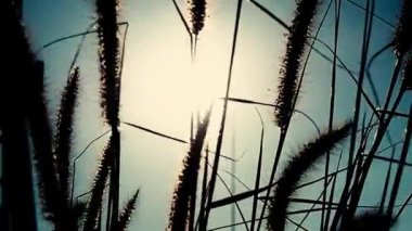 Çimen yaprakları beyaz gün batımıyla. Yavaş hareket eden rüzgâr otlaklarda esiyor ve güzel gün batımı.