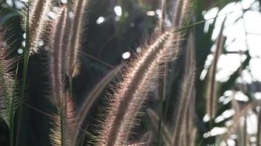 Çimen yaprakları beyaz gün batımıyla. Yavaş hareket eden rüzgâr otlaklarda esiyor ve güzel gün batımı.