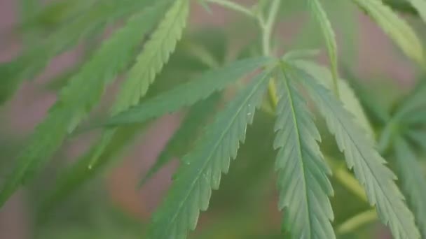 Marihuana Kołysząca Się Wietrze Konopie Drzewa Marihuany Młode Rośliny Marihuany — Wideo stockowe