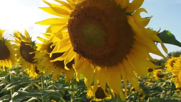 Gyönyörű Mezők Napraforgóval Nyáron Napraforgómező Naplementekor Napraforgók Mezőn — Stock videók