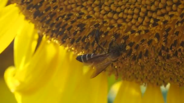 Čmelák Letí Slunečnici Zblízka Včely Medonosné Opylující Žluté Slunečnice Poli — Stock video