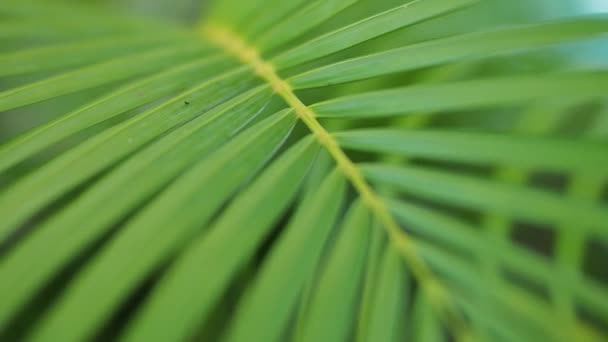 Palmblatt Mit Dem Wind Palmblatt Und Felgenlicht Schwenk Durch Palmblätter — Stockvideo