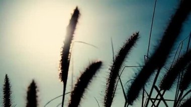 Çimen yaprakları beyaz gün batımıyla. Yavaş hareket eden rüzgâr otlaklarda esiyor ve güzel gün batımı.