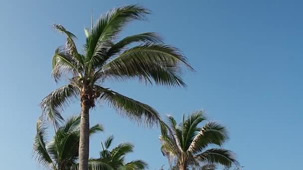 Gökyüzü Ile Palmiye Ağacına Bakıyorum — Stok video