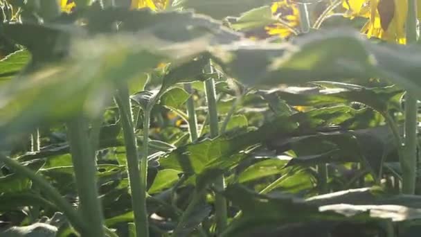 Hermosos Campos Con Girasoles Verano Campo Girasol Durante Puesta Del — Vídeo de stock