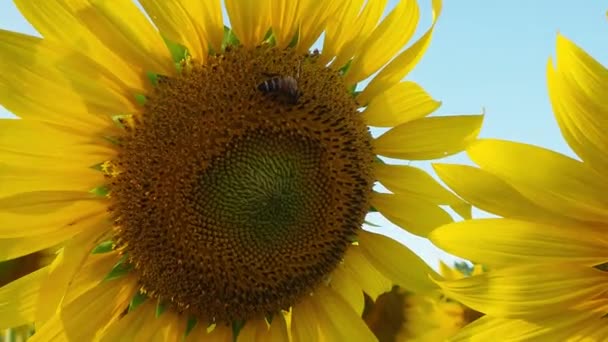 Čmelák Letí Slunečnici Zblízka Včely Medonosné Opylující Žluté Slunečnice Poli — Stock video