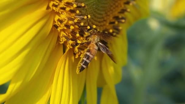 Hommel Vliegt Een Zonnebloem Close Van Honingbijen Bestuivende Gele Zonnebloemen — Stockvideo