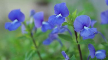 Bahçedeki güzel mor çiçek.