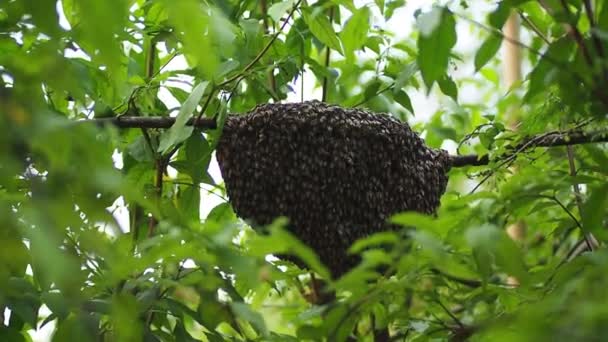 Természetes Méhkaptár Ágfán Méhkas Lóg Egy Ágon — Stock videók