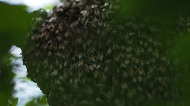 Naturalny Pszczoły Miodnej Gałęzi Drzewa Pszczół Wiszący Gałęzi — Wideo stockowe