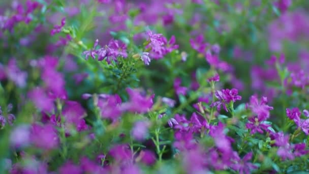 Valse Heide Elfenkruid Bloemen Cuphea Hyssopifola Kleine Bloemen Bloeien — Stockvideo