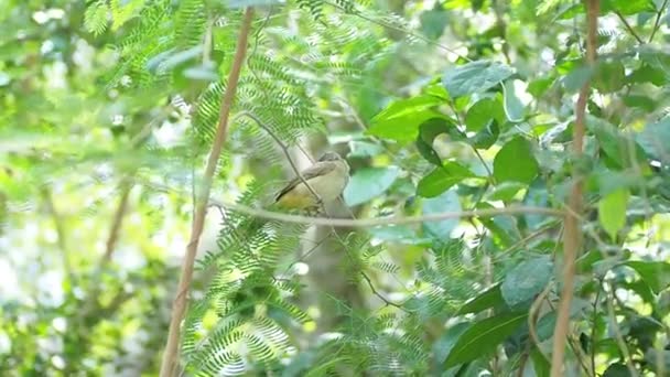 Ραβδί Αυτιά Σκαρφαλωμένο Κλαδί Δέντρου Pycnonotus Conradi — Αρχείο Βίντεο