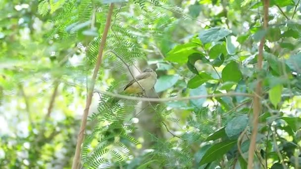 Streak Eared Bulbul Tre Grein Pycnonotus Conradi – stockvideo