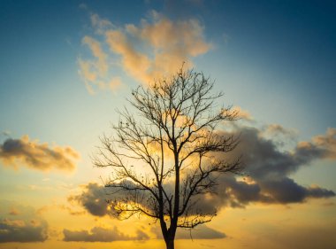 Bulutlu turuncu gökyüzü ve ağaç siluetiyle gün batımı