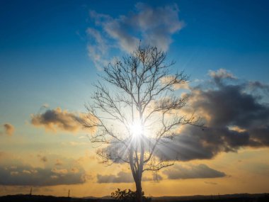 Bulutlu turuncu gökyüzü ve ağaç siluetiyle gün batımı