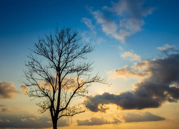 Bulutlu turuncu gökyüzü ve ağaç siluetiyle gün batımı