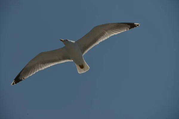Martı farklı açılardan uçuyor.