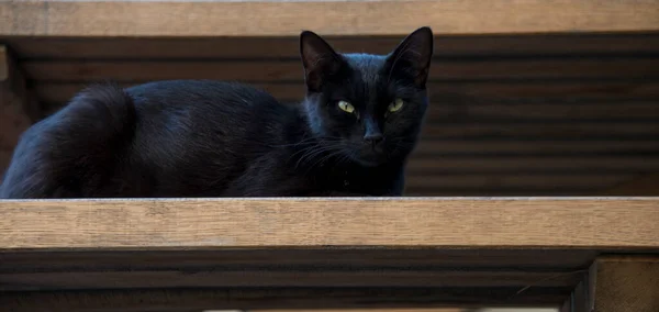 black cat with green eyes on wooden bench