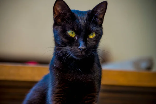 Tahta bankta yeşil gözlü siyah kedi