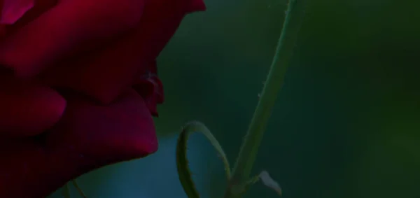 Kırmızı gül yaprakları arasında gizli bir yüz.