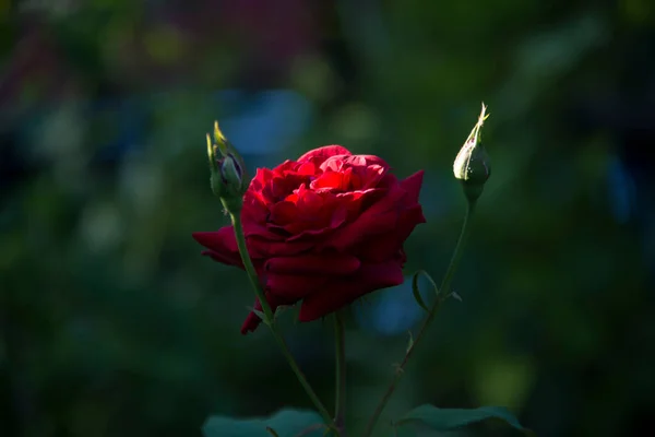 Açılmamış tomurcukları olan kırmızı gül