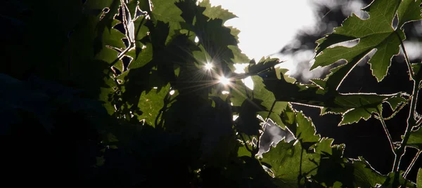 bir grup yeşil asma yaprağı ve güneş ışığı