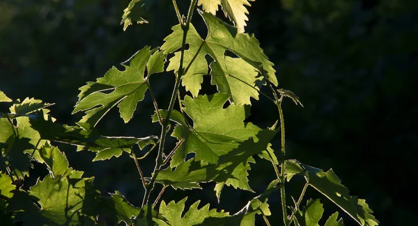 Bir grup yeşil asma yaprağı.