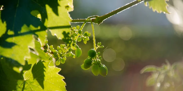 yeşil asma yaprakları ve bir demet üzüm