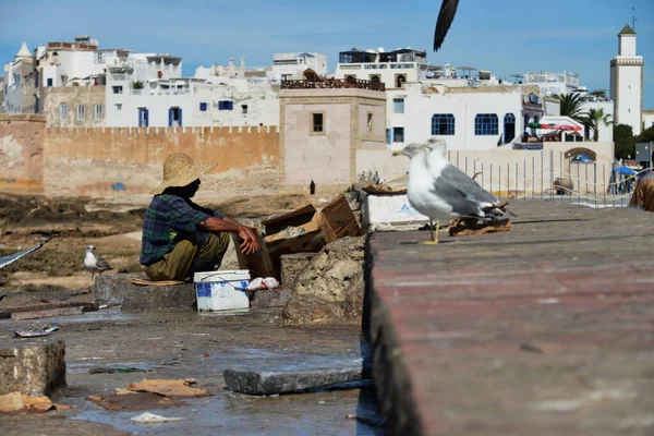 Martılar yaşlı balıkçıdan arta kalanları bekliyor.