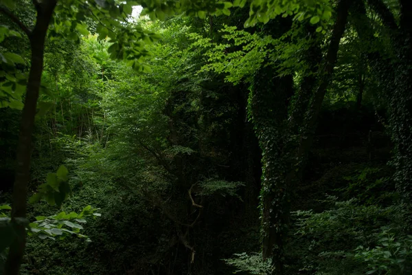Yeşil ağaçlarla kaplı ıssız bir orman.