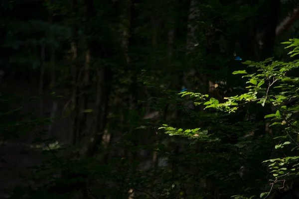Yeşil yapraklı mavi yusufçuklar
