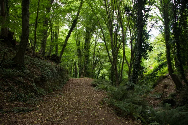 Yeşil ağaçlarla kaplı toprak yol