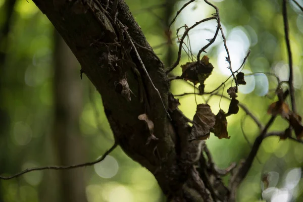 Kurumuş yaprakları olan yaşlı bir ağaç.