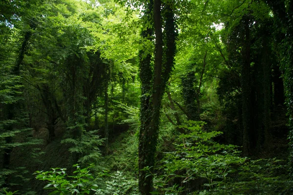 Yeşil ağaçlarla kaplı ıssız bir orman.