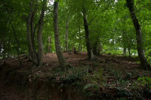 Yeşil ağaçlarla kaplı toprak yol
