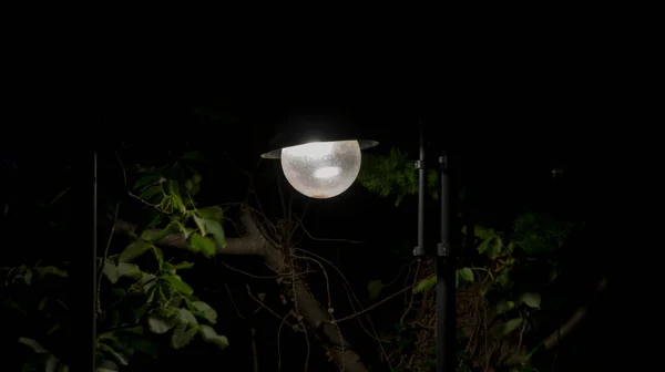 Geceleri ağaçların arasında bir sokak lambası.