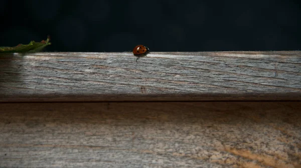 Tahta masada uğur böceği