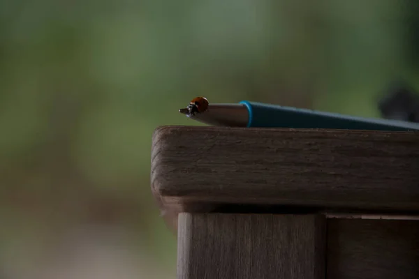 Mavi kalem ve ahşap masada uğur böceği