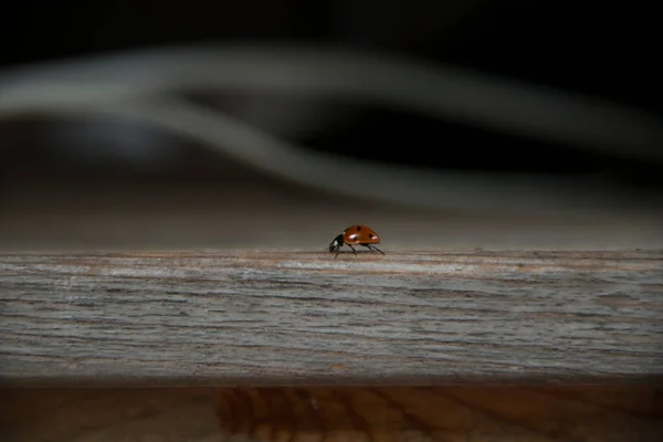 Tahta masada uğur böceği