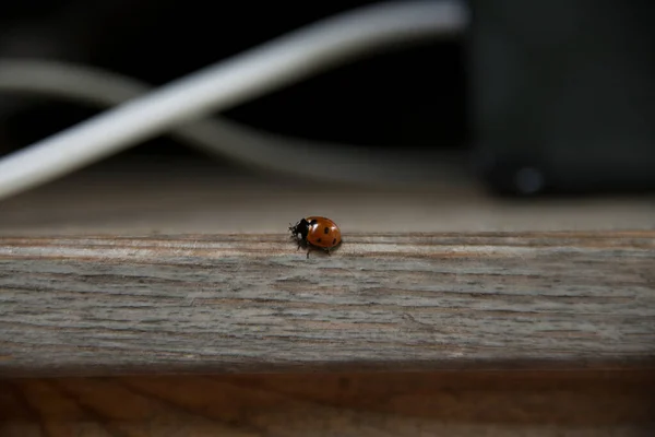 Tahta masada uğur böceği