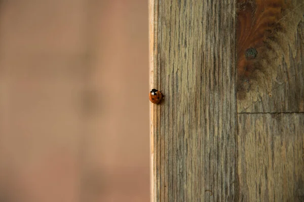 Tahta masada uğur böceği
