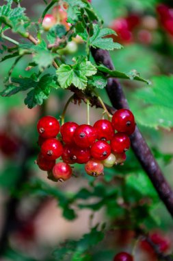 Bir dalda kırmızı frenk üzümü. Frenk üzümü.