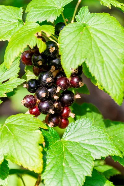 Black Currant Branch Currant Bush — Stock Photo, Image