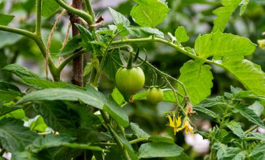 Çalılıklarda yetişen yeşil domatesler. Domates çalılarının üzerinde yeşil domates.