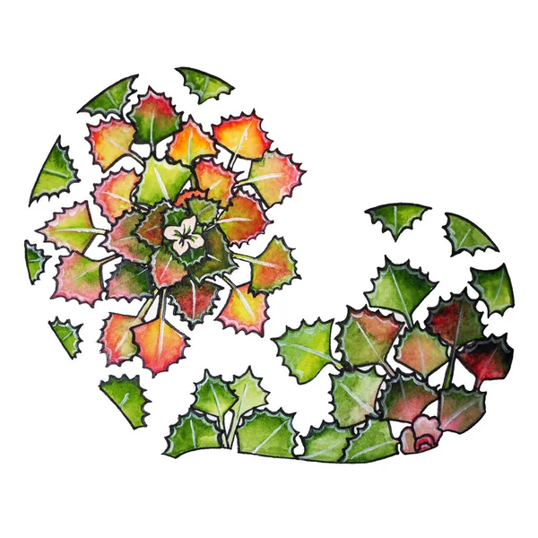 Güzel yosun suyu fındığı Chilim.