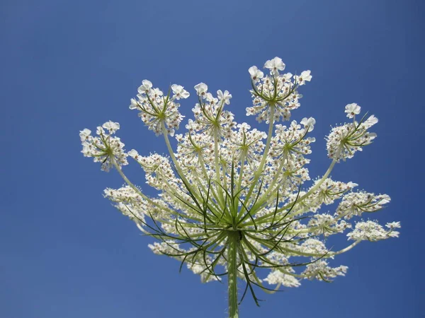 Field white flower in the sky