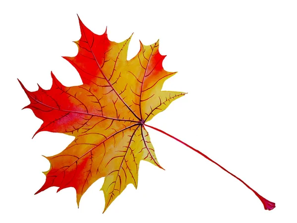 Beyaz arkaplanda akçaağaç yaprağı